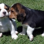 Macho y hembra Beagle