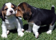 Macho y hembra Beagle
