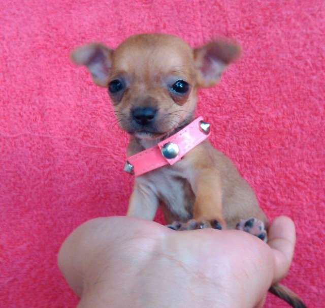 Chihuahuas de bolsillo en Ensenada Animales / Mascotas 543