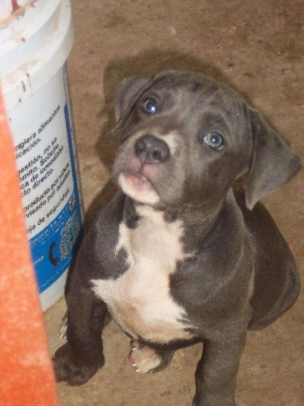 Hembrita American Bully Nieta De Golden Goliath En Compostela Animales Mascotas 562
