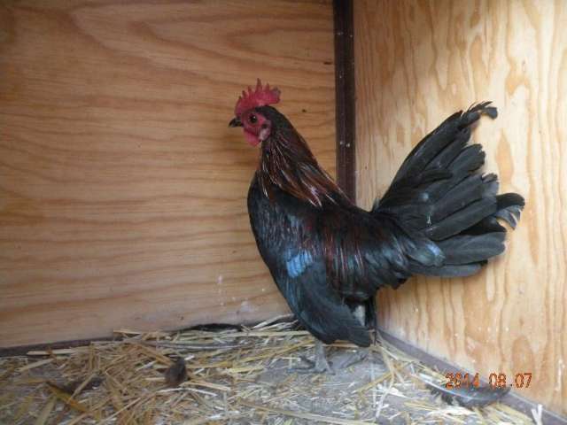 Venta De Gallos Kikirikis En Xochimilco Animales Mascotas 441 Venta De Gallos Kikirikis En Xochimilco Animales Mascotas 441